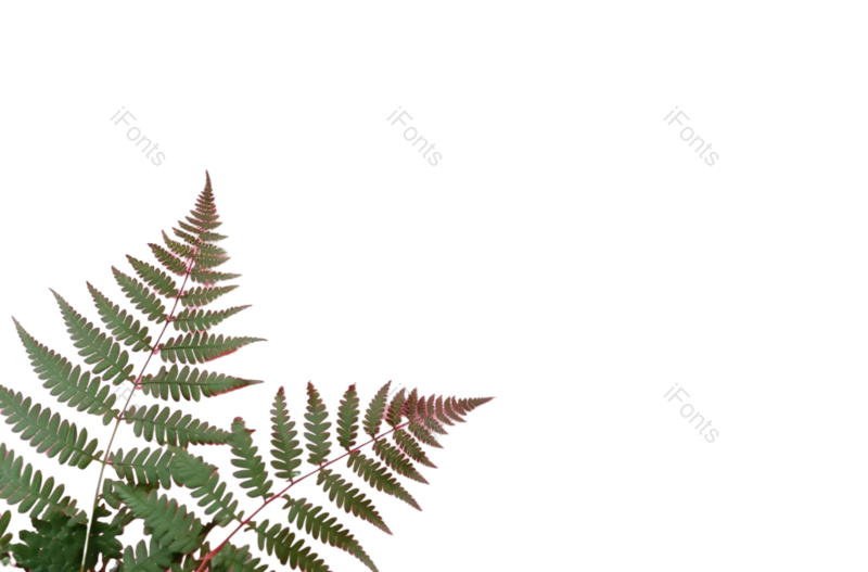 叶子图片,装饰元素,清新PNG,生态环境免抠素材